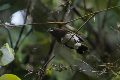 Lonchura leucogastra leucogastra