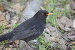 Turdus merula