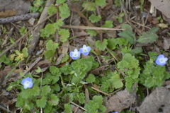 Veronica persica