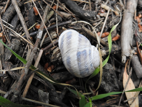 Cornu aspersum