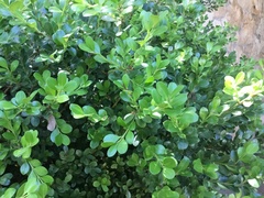 Buxus sempervirens