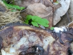 Prochyliza xanthostoma