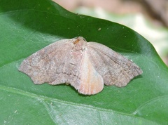 Achrosis