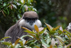 Semnopithecus vetulus