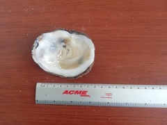 Pinctada