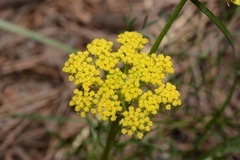 Harbouria trachypleura