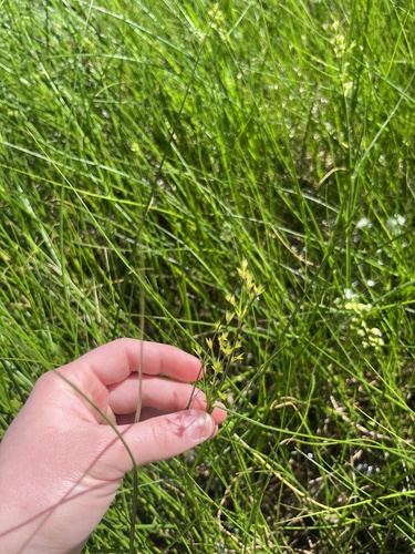 Juncus validus iNat (1)