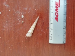 Turritella