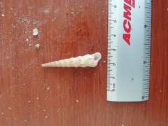 Turritella
