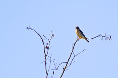 Falco sparverius paulus