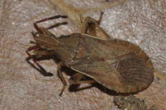 Ceraleptus lividus