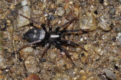 Callilepis schuszteri