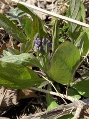 Mertensia virginica