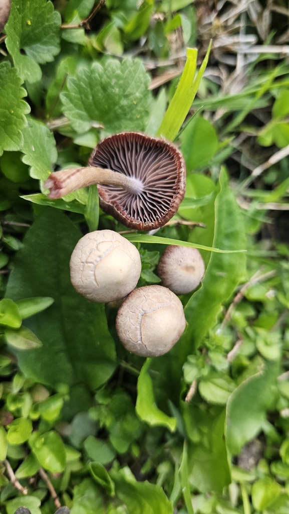 Panaeolus foenisecii · May 2026 · photo: © rust_bucket (iNaturalist, cc-by)