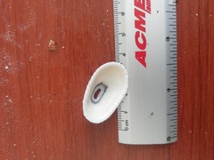 Fissurella nigrocincta