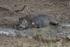 Sus scrofa cristatus