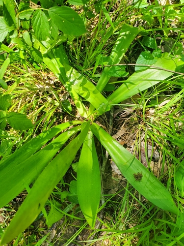 woodland spider-lily