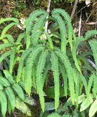 Sticherus squamulosus