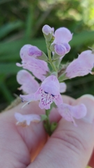 Physostegia intermedia