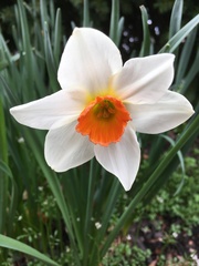 Narcissus poeticus