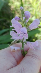 Physostegia intermedia