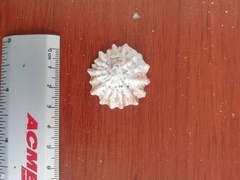 Crucibulum scutellatum
