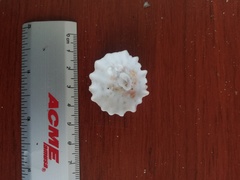 Crucibulum scutellatum
