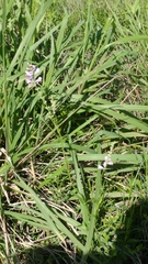 Physostegia intermedia