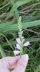 Physostegia intermedia