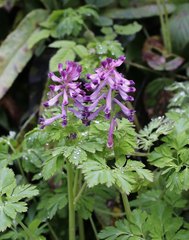 Corydalis incisa