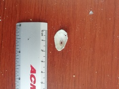 Fissurella microtrema