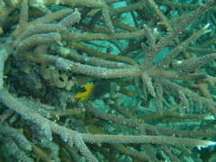 Neoglyphidodon nigroris