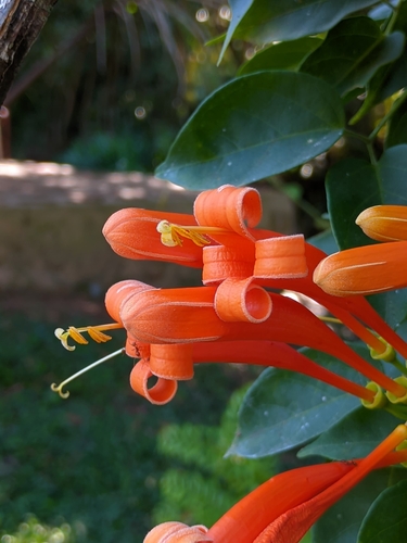 Flame vine