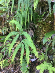 Sticherus squamulosus