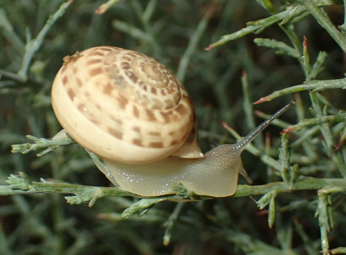 Eobania vermiculata