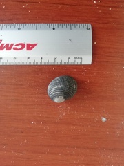 Nerita scabricosta