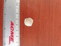 Crucibulum scutellatum