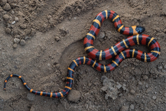 Lampropeltis annulata