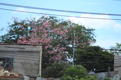 Ceiba speciosa