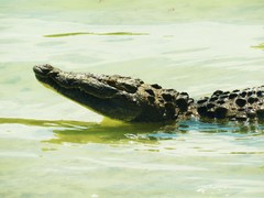 Crocodylus
