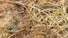 Thamnophis cyrtopsis collaris