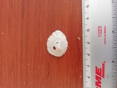 Crucibulum scutellatum