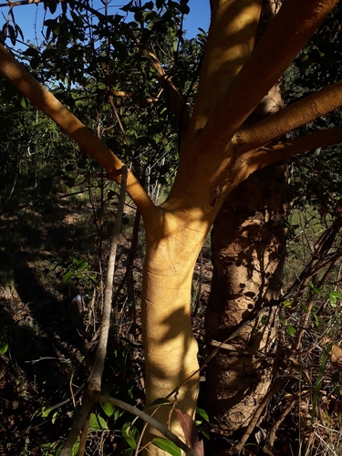 Vochysia haenkeana (Vochysia haenkeana)