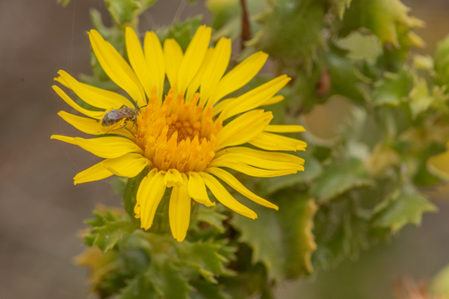 Haplopappus foliosus, photograph 6