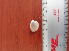 Pilosabia trigona