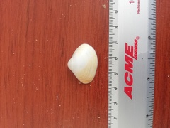 Tivela