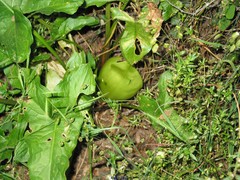 Aristolochia paucinervis