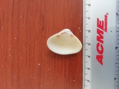 Tivela