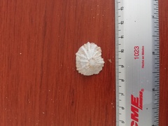 Crucibulum scutellatum