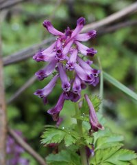Corydalis incisa
